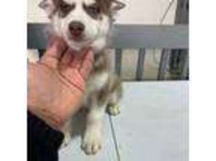 Siberian Husky Puppy for sale in New Milford, CT, USA