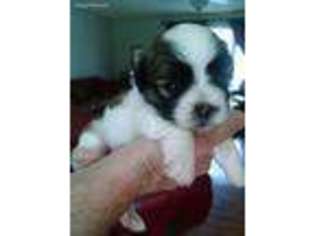 Mal-Shi Puppy for sale in Duncan, OK, USA