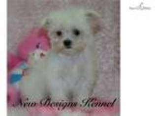 Maltese Puppy for sale in Fort Dodge, IA, USA
