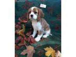 Cockalier Puppy for sale in Malone, NY, USA