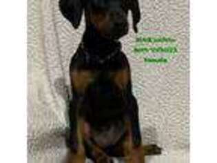 Doberman Pinscher Puppy for sale in Sullivan, OH, USA