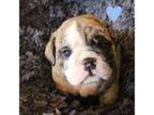 Bulldog Puppy for sale in Granville, IA, USA