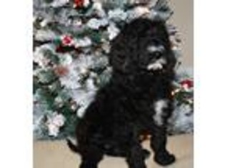 Goldendoodle Puppy for sale in Owatonna, MN, USA
