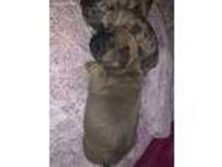 French Bulldog Puppy for sale in Weedsport, NY, USA