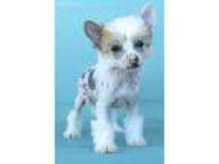 Chinese Crested Puppy for sale in Omaha, NE, USA