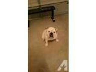 Bulldog Puppy for sale in PLANO, TX, USA