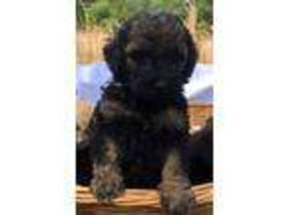 Labradoodle Puppy for sale in Brandon, FL, USA