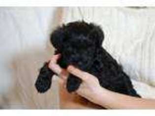 Mutt Puppy for sale in Barker, NY, USA