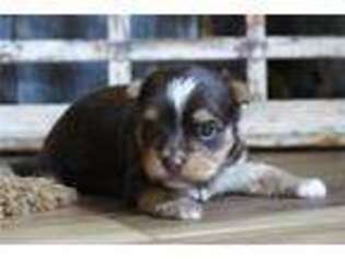 Biewer Terrier Puppy for sale in Springfield, MO, USA