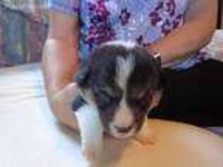 Pembroke Welsh Corgi Puppy for sale in Smithville, TX, USA