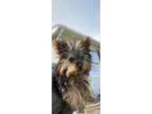 Yorkshire Terrier Puppy for sale in Wellman, IA, USA