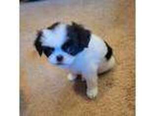 Mutt Puppy for sale in Rapid City, SD, USA