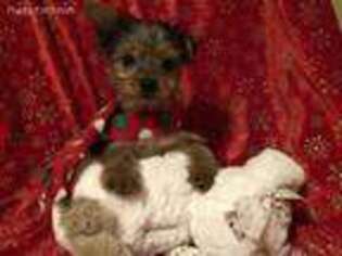 Yorkshire Terrier Puppy for sale in Farmington, MI, USA
