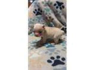 Boston Terrier Puppy for sale in Bardstown, KY, USA