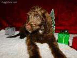 Labradoodle Puppy for sale in West Lafayette, OH, USA