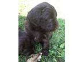 Newfoundland Puppy for sale in Carthage, NY, USA
