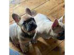 French Bulldog Puppy for sale in Lowell, IN, USA