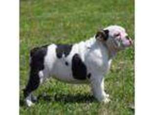 Bulldog Puppy for sale in Newark, OH, USA