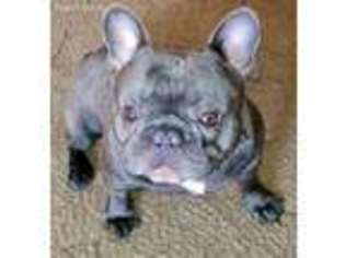 French Bulldog Puppy for sale in Samson, AL, USA