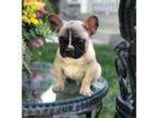 French Bulldog Puppy for sale in Morgantown, PA, USA