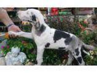 Great Dane Puppy for sale in Kane, IL, USA