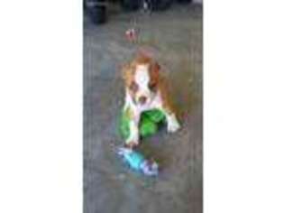 American Bulldog Puppy for sale in Claremore, OK, USA