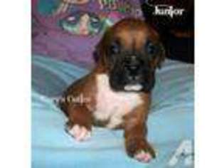 Boxer Puppy for sale in ELKLAND, MO, USA