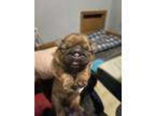 Mutt Puppy for sale in North Vernon, IN, USA