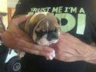 Bulldog Puppy for sale in Fishers, IN, USA