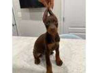Doberman Pinscher Puppy for sale in Bowie, MD, USA