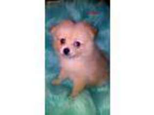 Pomeranian Puppy for sale in Virgilina, VA, USA