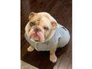 Bulldog Puppy for sale in Laurel, MS, USA