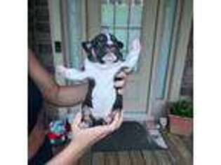 Bulldog Puppy for sale in Jasper, GA, USA