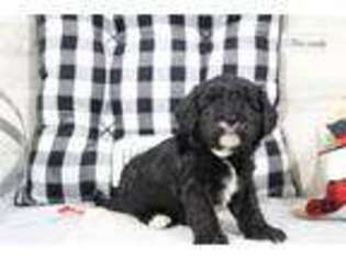 Cavapoo Puppy for sale in Waterloo, IA, USA