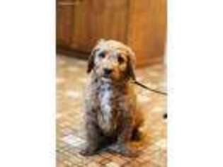 Goldendoodle Puppy for sale in Springfield, OH, USA