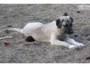 Anatolian Shepherd Puppy for sale in Columbia, SC, USA
