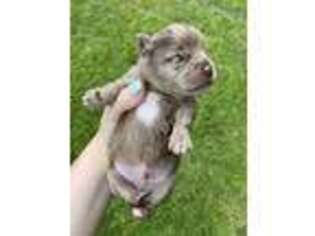 Pomeranian Puppy for sale in Poplarville, MS, USA