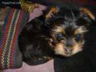 Yorkshire Terrier Puppy for sale in Rocky Face, GA, USA