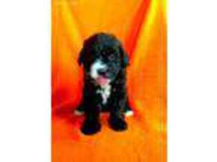 Saint Berdoodle Puppy for sale in Baltic, OH, USA