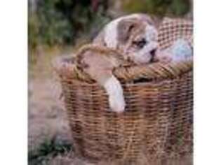 Bulldog Puppy for sale in Chelan, WA, USA