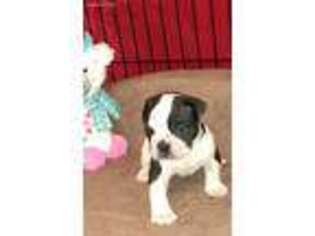 Alapaha Blue Blood Bulldog Puppy for sale in Winston Salem, NC, USA