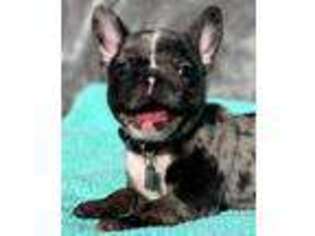 French Bulldog Puppy for sale in Westfield, PA, USA