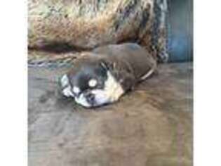 French Bulldog Puppy for sale in Prescott, AZ, USA