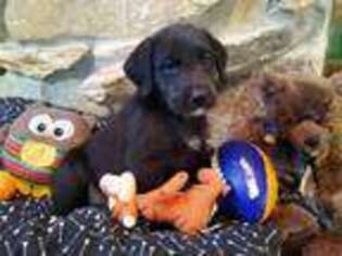 Labradoodle Puppy for sale in Bloomington, IL, USA