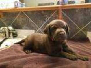 Labrador Retriever Puppy for sale in West Bend, WI, USA