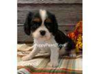 Cavalier King Charles Spaniel Puppy for sale in Sibley, IA, USA