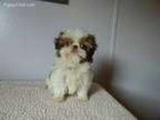 Mutt Puppy for sale in Wirtz, VA, USA