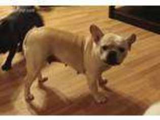 French Bulldog Puppy for sale in Salisbury, NC, USA