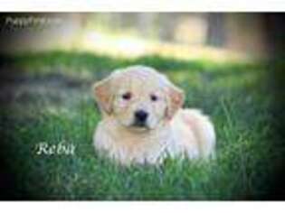 Golden Retriever Puppy for sale in Worley, ID, USA