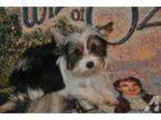 Mutt Puppy for sale in MILNER, GA, USA